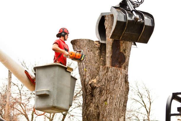 Best Storm Damage Tree Cleanup  in Cambridge, NE